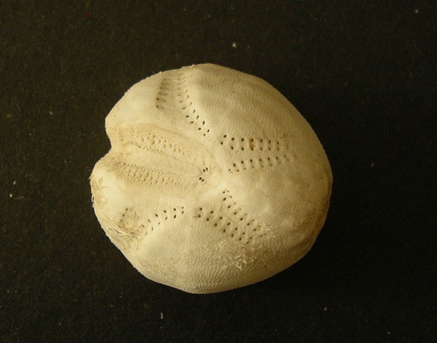 Echinocardium cordatum (Pennant, 1777) - teca